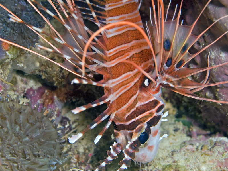 Lion Fish, Sibuan West